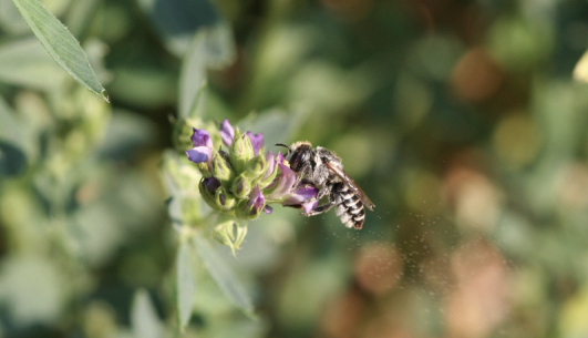 Abeja cortadora de hojas polinizando una flor 